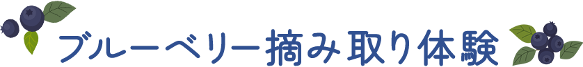 ブルーベリー摘み取り体験